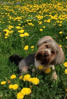 yorkshire-terrier-summertime